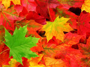Classic Autumn Leaves Wallp TLG